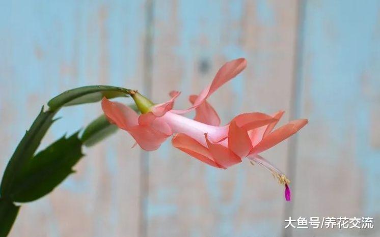 蟹爪兰一年开2次花的技巧, 还能用玻璃罐子繁殖