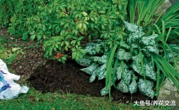 控制院子里杂草生长的六个技巧, 促进花卉常年开花