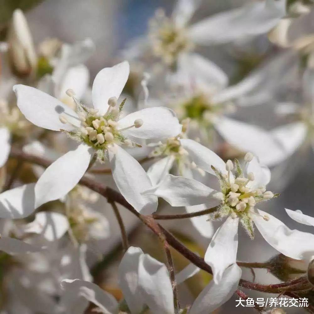 北方的朋友种上这些耐寒植物, 整个冬天院子都不会缺乏色彩