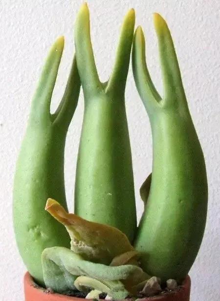 奇葩多肉大集合, 随便拿出一种, 都让你丧失对多肉的爱!