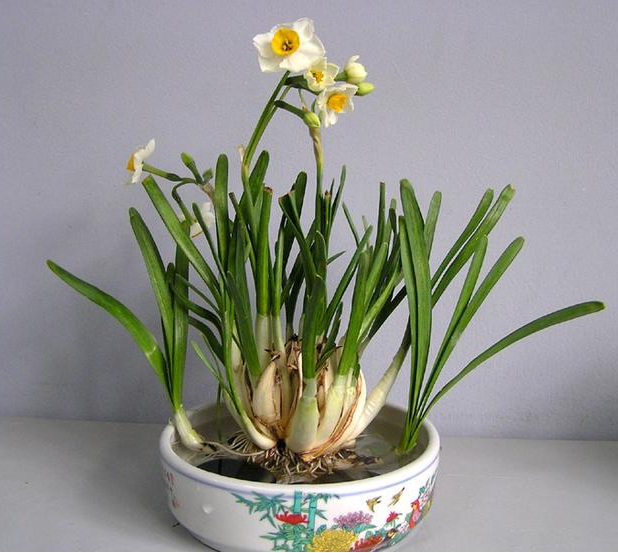 水仙不肯长? 外面裹张纸, 不用几天长出大白根!