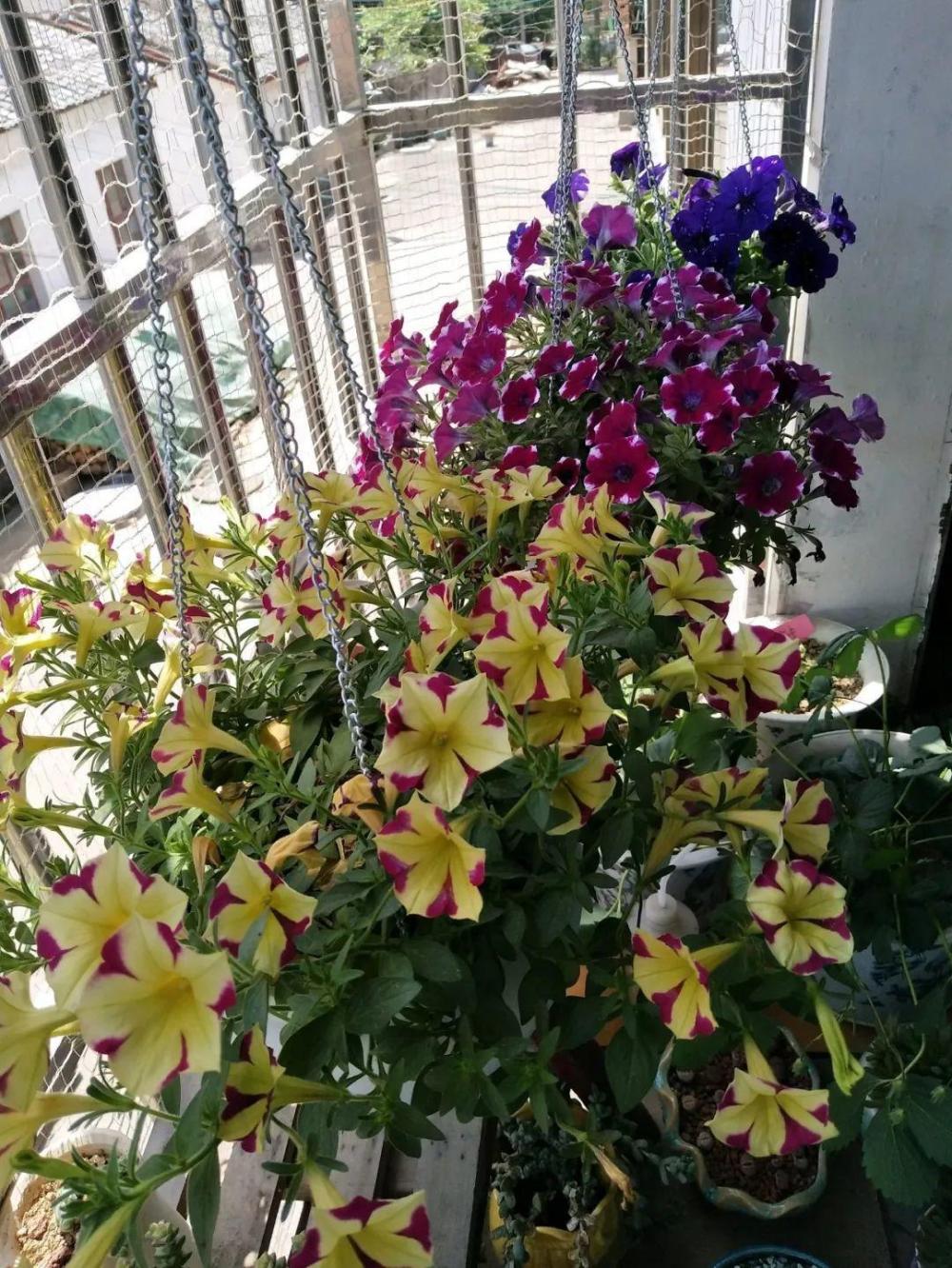 阳台脏乱差? 把花吊起来养, 5分钟变成小花园!