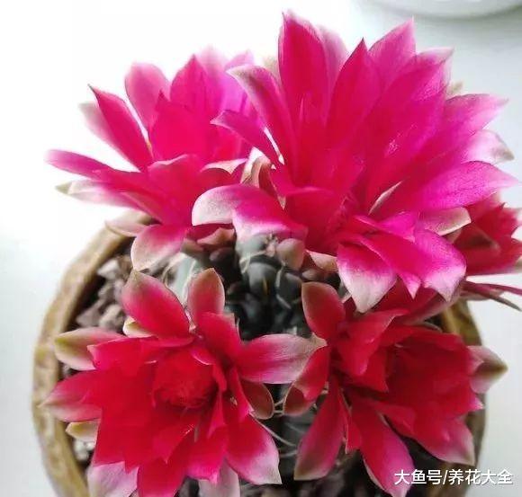 在土里加点这个, 栀子就能长满盆, 还花开不断!