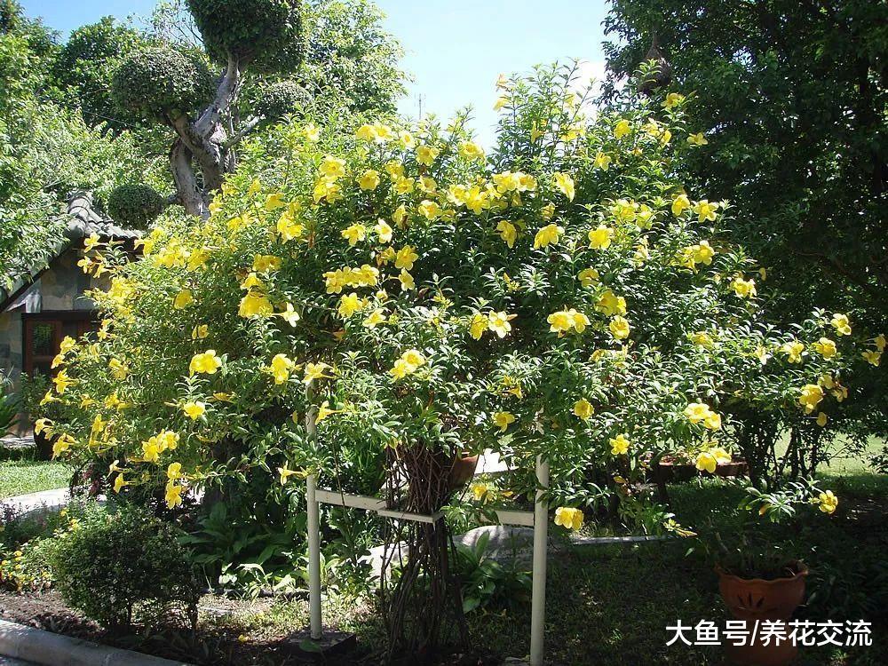 能够爬满整面墙的软枝黄蝉, 在夏秋季节能够保持不断开花