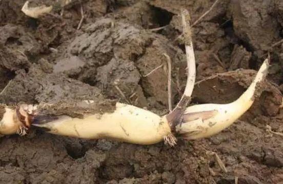 有条件就养盆荷花吧, 能赏花能吃果, 全身是宝贝!