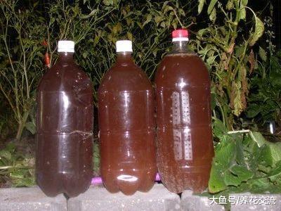 用家里废弃的东西自制有机肥料, 养花也不用多花钱