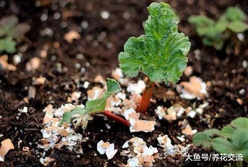 自制有机肥料的8种方法, 用到的都是生活中的废弃物