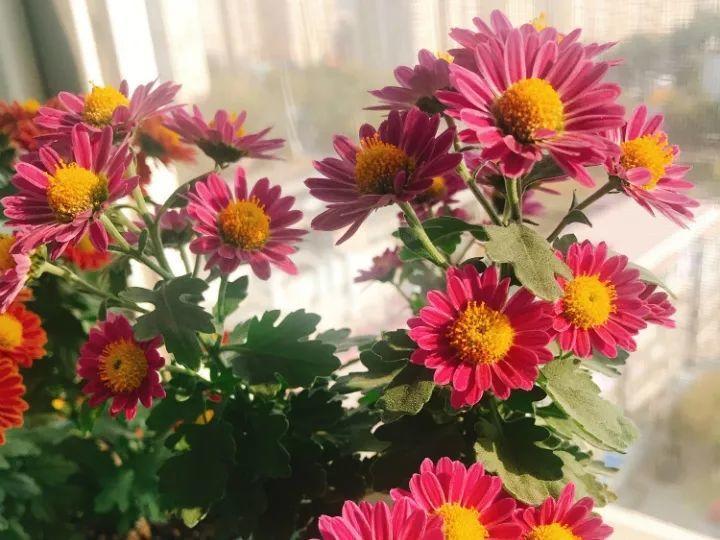 冬天逛花市, 9块9买一盆, 回家能开半年!