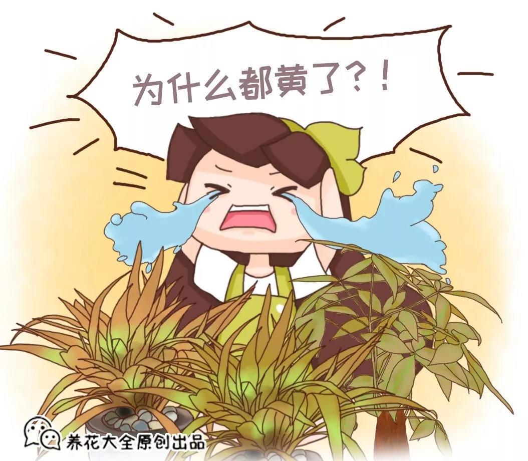家养幸福树, 不注意这几点, 整盆叶子都掉光!