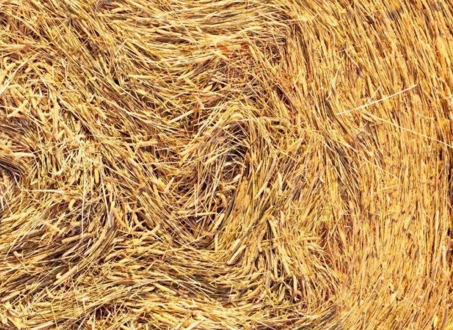 这东西一毛钱不值, 铺花盆里, 叶片肥大油绿长满盆!