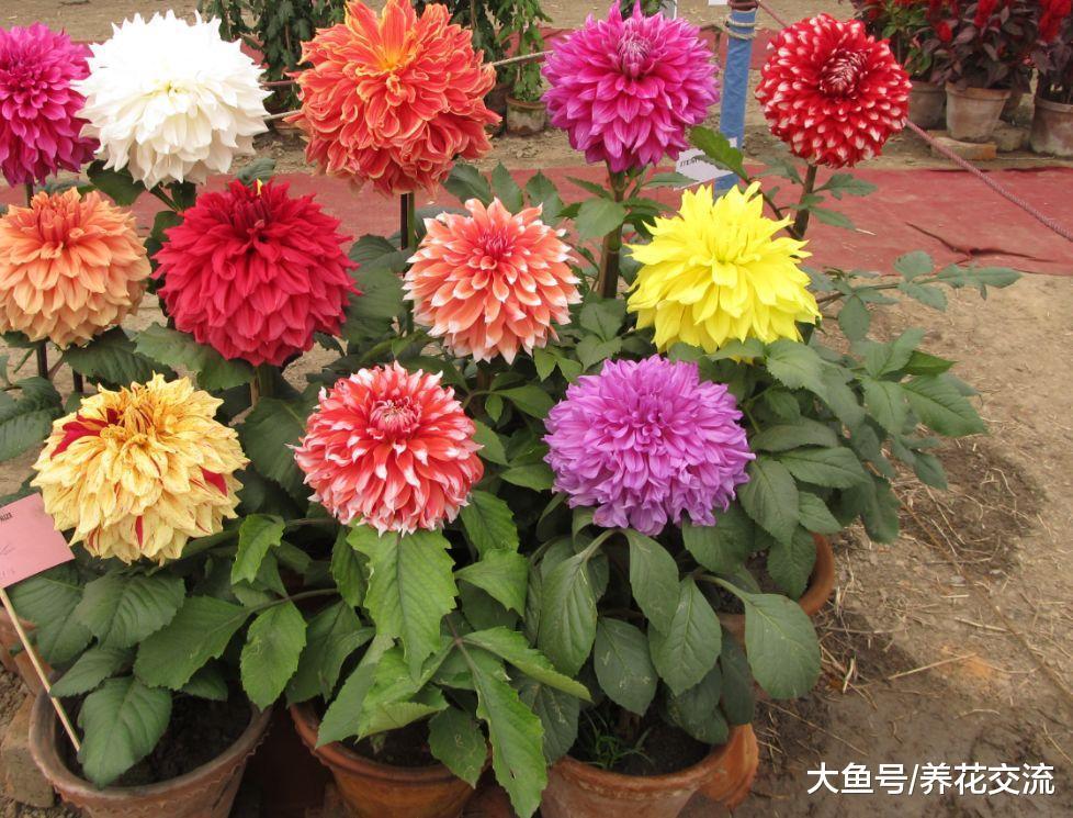这种花如七彩的向日葵, 花朵和块茎都可以食用, 可以常年开花