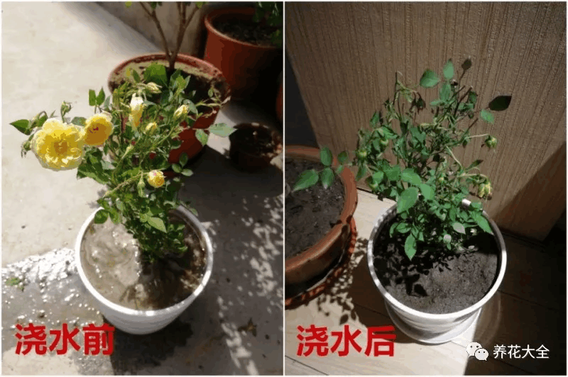 夏天这么浇水, 花旺的像打了药, 肥料营养液全省了!