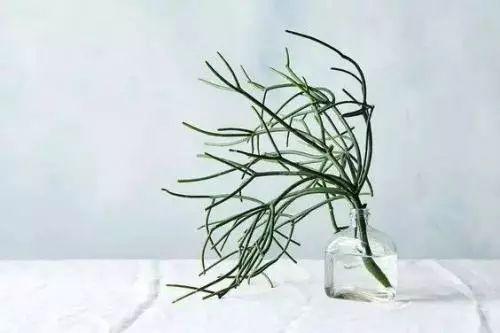 单调的房子, 少不了有趣的植物, 放几株植物总能让你的房子不一样!