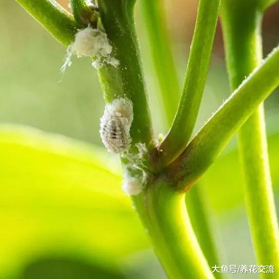 快速摆脱粉蚧虫几个小技巧, 为啥家里的盆栽植物容易长粉蚧?