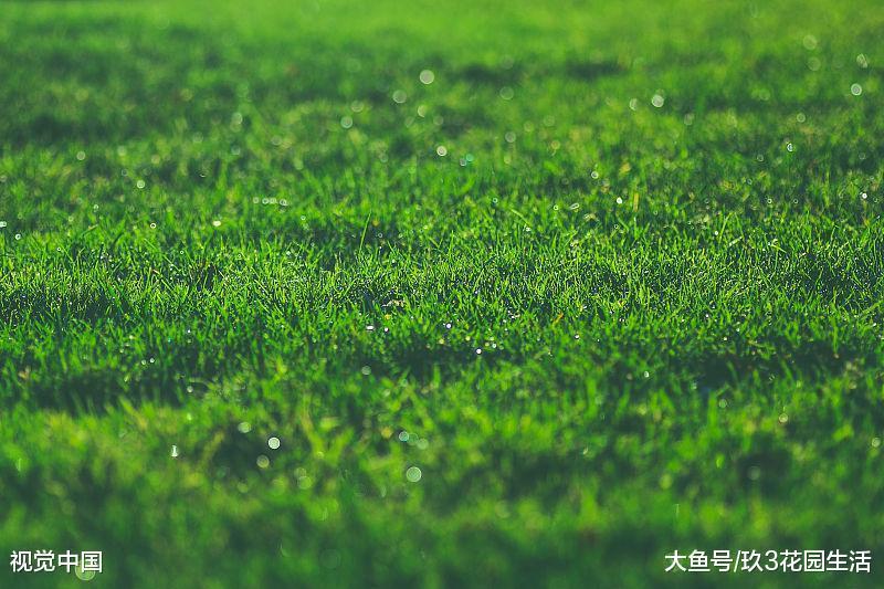 今天我们来聊一聊草坪