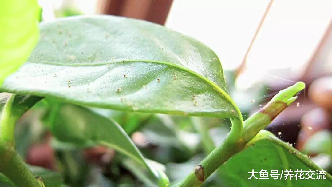 养死室内盆栽植物最常见的7个误区, 看看你做错了哪些
