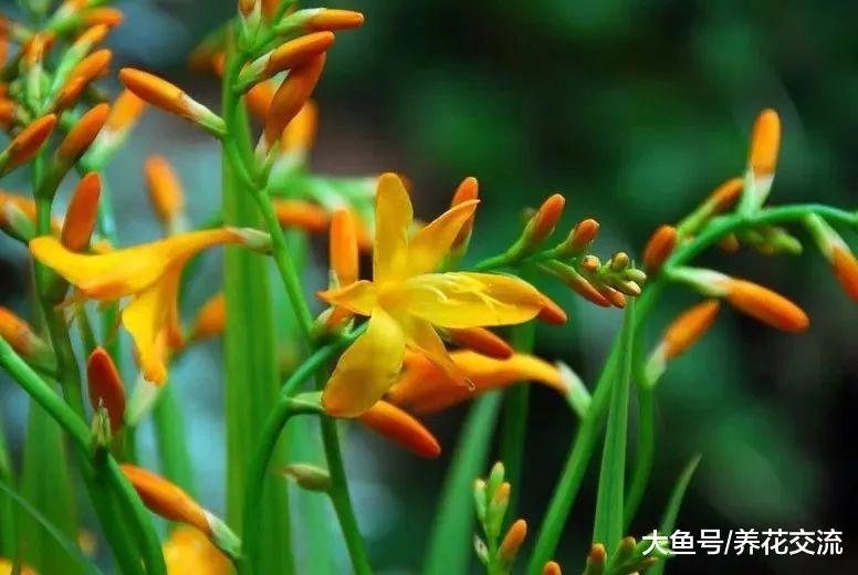 喜欢光照还特耐寒的雄黄兰, 养成盆栽能开满一大盆