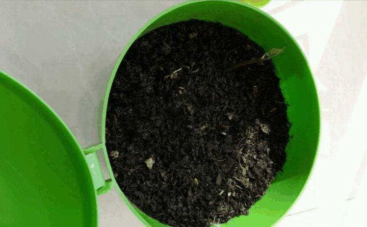 一节山药埋盆里, 叶子呼呼爬满墙, 来年挂满小豆豆!
