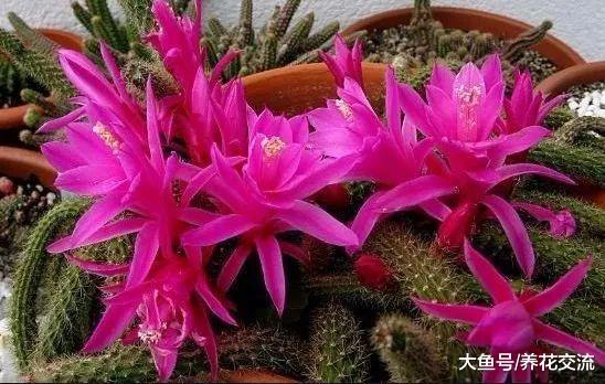 养成吊盆可以长两米多的鼠尾掌, 还能开出迷人的粉色大花