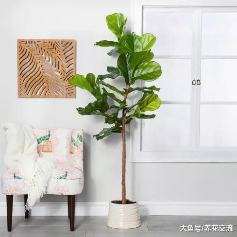 在家里养大型盆栽绿植, 你需要养一盆琴叶榕