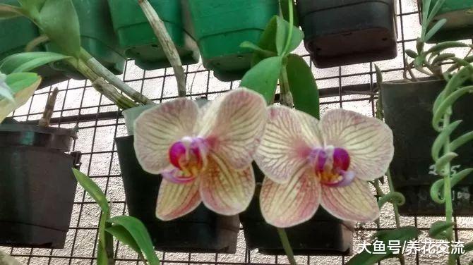 蝴蝶兰给适当的光照, 开花更好, 叶子更加亮泽
