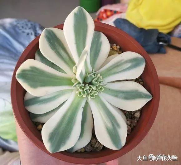 还在天天盼着多肉爆盆? 这样切一刀, 多到放不下!