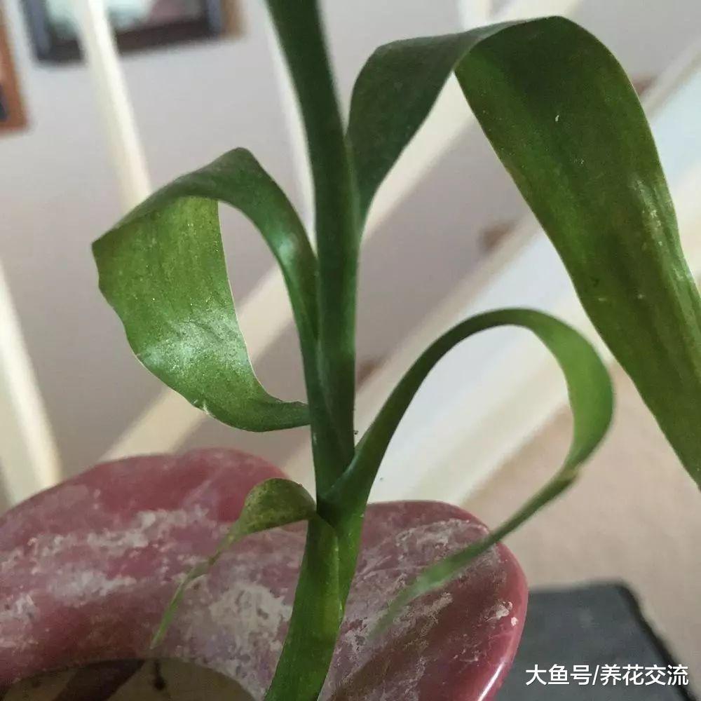 插在水里养护的富贵竹平常长得很好, 为什么到了冬天容易枯萎?