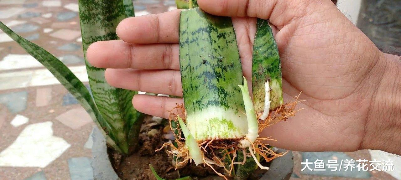 这种常见的绿植叶片可以切成很多片繁殖, 插河沙里就能生根发芽
