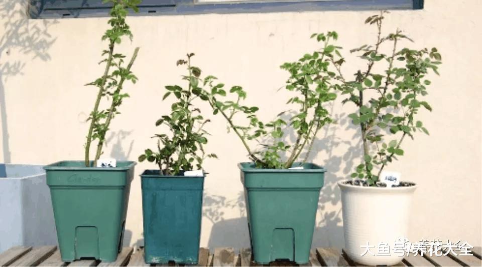 月季盆里撒点它, 月月花开爆, 根本停不下来!