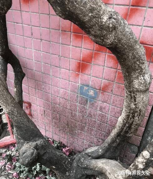 100年的杜鹃开花千朵, 15年的三角梅8层楼高, 咋养的?