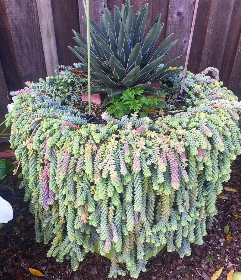 她家的多肉, 一养就成瀑布, 连窗帘都省了!