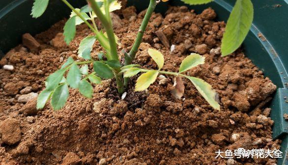 刚买的月季就黄叶? 给它补点营养, 花芽蹭蹭往外冒!