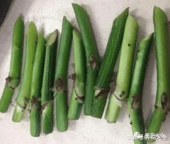绿萝秃的只剩梗? 学会这一招, 起死回生再爆10盆!