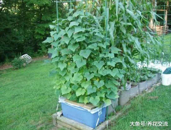朋友在阳台上种出不断挂果的黄瓜, 花盆种蔬菜也能不断收获