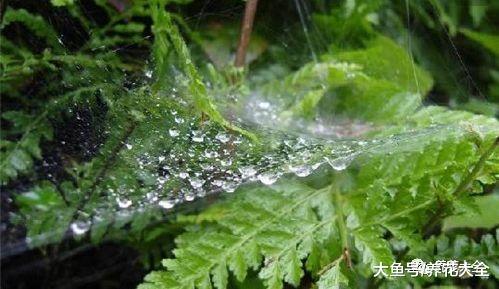 养花方法大总结, 只要学会了, 你就是养花大神!