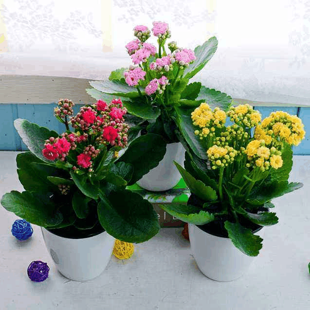 秋老虎还没来! 趁这时候赶紧“扦插”这3种花, 几天就发芽