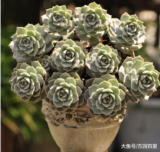 多肉植物入门系列——白牡丹