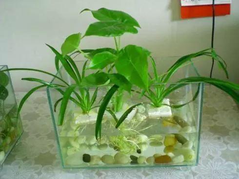 水培植物害怕招虫子? 用这几招后, 蚊子再也不敢靠近你家一步!