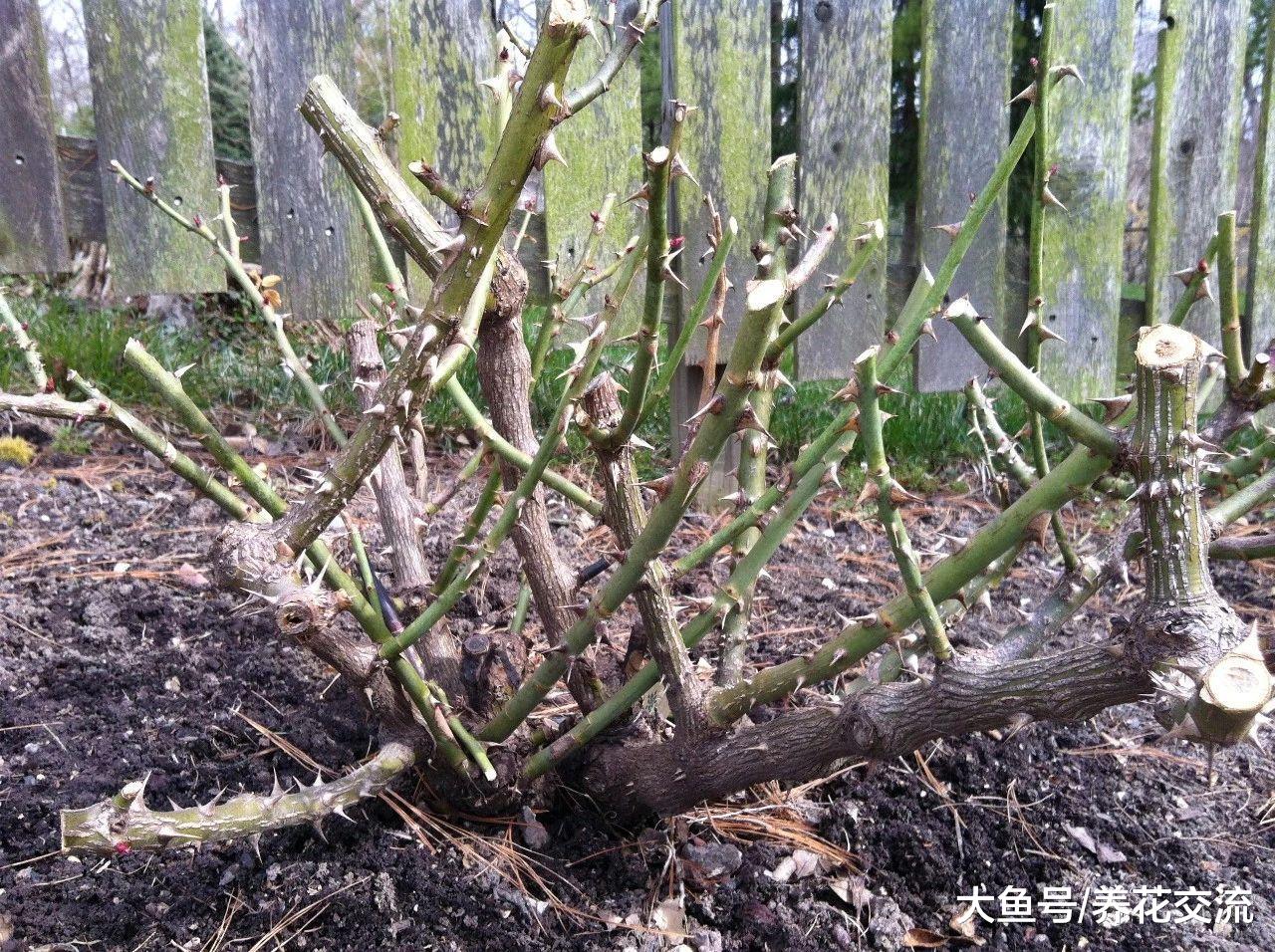 养护灌木月季掌握这些修剪技巧, 年年能不断重复开花