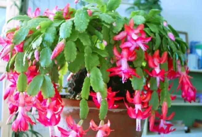 2种花夏天“憋股劲”, 秋季加点“它”, 进入疯长模式1天1个样!