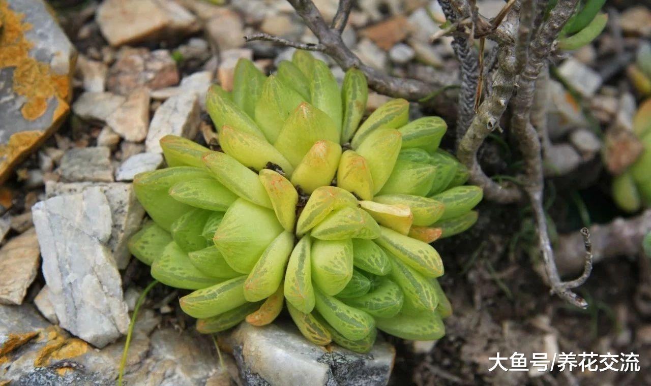 宝草、草玉露用这些技巧养护, 比其他的玉露还好看