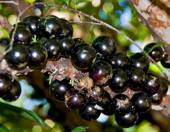 路边的树上长满“黑瘤子”, 深受女性喜爱被称为“天然护肤品”