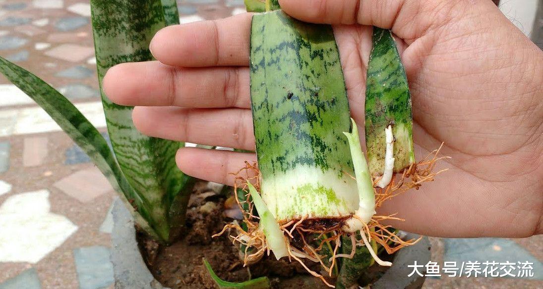 繁殖植物学会用枝条扦插, 这6种花能轻松种满整个阳台