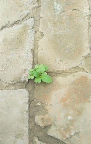 大妈的新技能, 砖缝里种白菜, 1棵能长四五斤!
