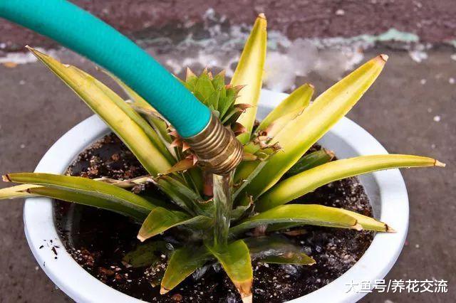 下面这6种方法能轻松搞定植物花卉困扰的红蜘蛛