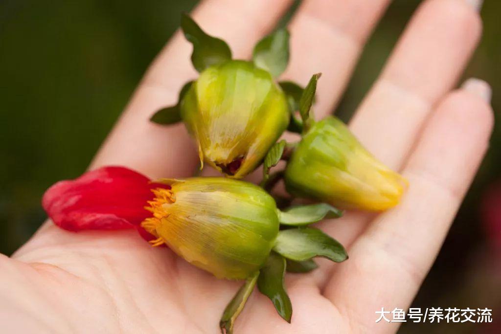 这种花如七彩的向日葵, 花朵和块茎都可以食用, 可以常年开花