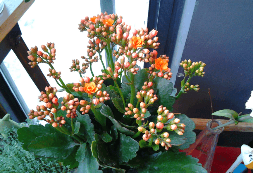 今日立冬, 家里的花再不转移, 叶子全都黄蔫蔫!