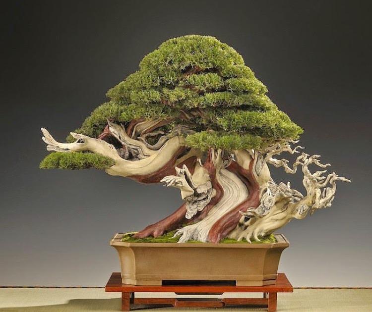 这些盆栽个个都是精品, 可谓是价值连城, 有的比一套房都贵