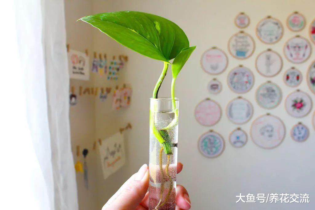 在小杯子里用绿萝的枝条水培扦插, 摆放在桌面上特别清新亮丽