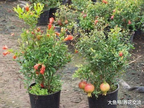 想要在院子里种出特别容易结果的盆栽果树, 这5种就很适合